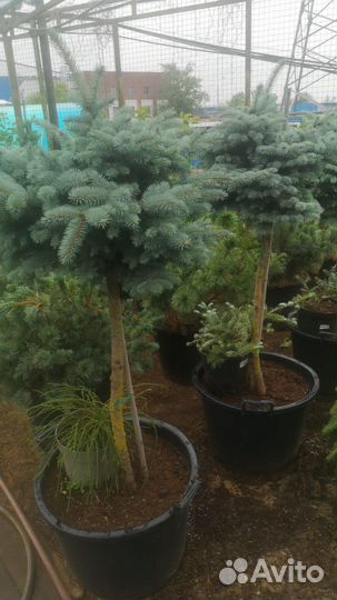 Ель голубая глабоза на штамбе подушка