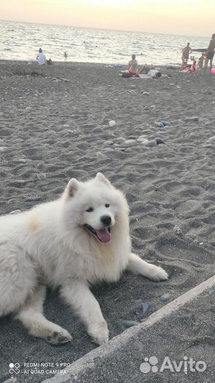 Самоед в добрые руки