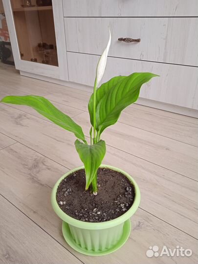 Спатифиллум шопен