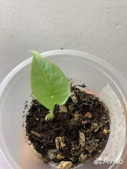 Алоказия детки