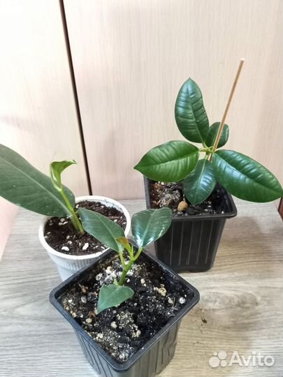 Комнатные цветы, каучуконосный, эухарис