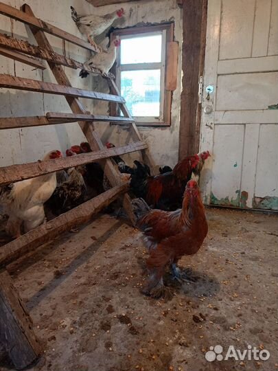 Петухи и куры Брама