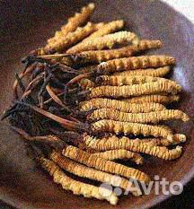 Cordyceps Sinensis (Кордицепс Синенсис)