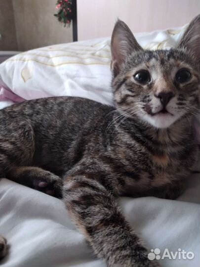 Котик бесплатно Отдадим в добрые руки