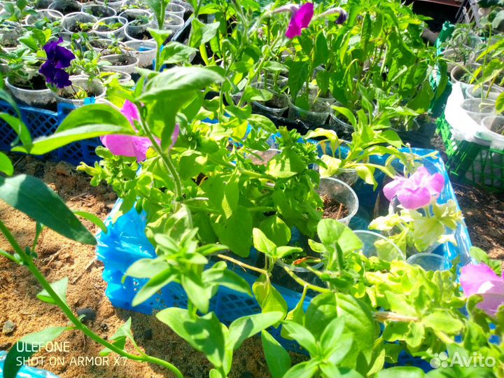 Рассада разная