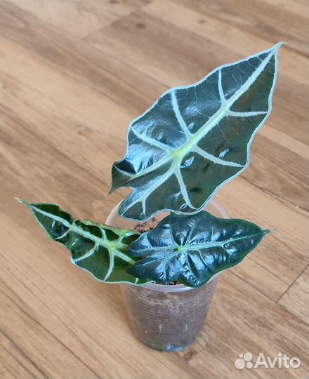 Алоказия Полли