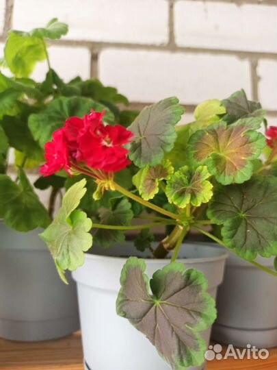 Сортовая пеларгония