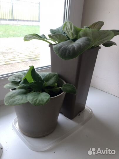 Фиалка,соллероя,стыдливая мимоза,каменная роза