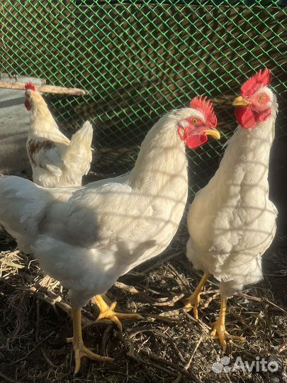 Молодые петушки