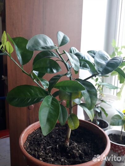 Мандарин сорт Надоркотт