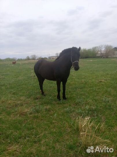 Продам кобылу