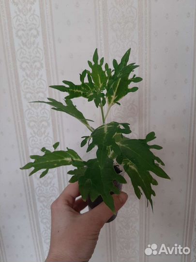Цветочки комнатные