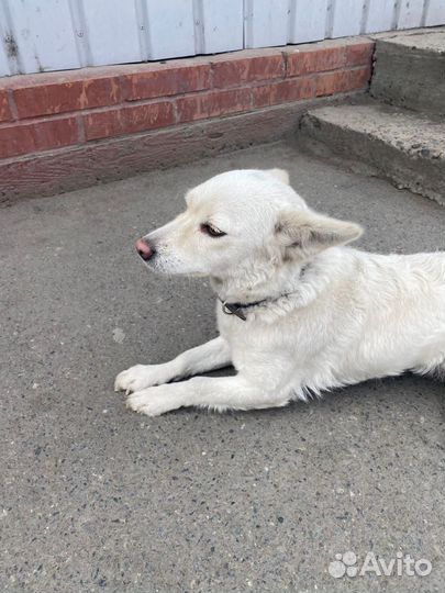 Найдена собачка