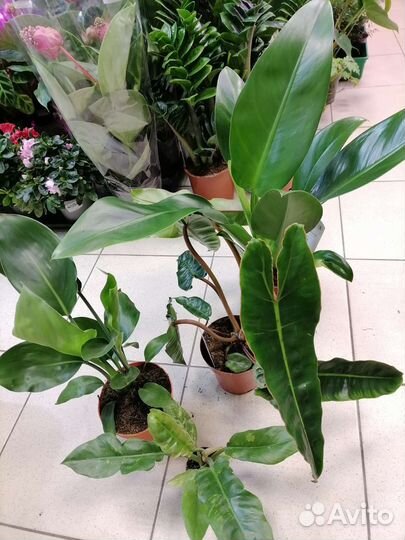 Филодендроны, Стрелиция Регина