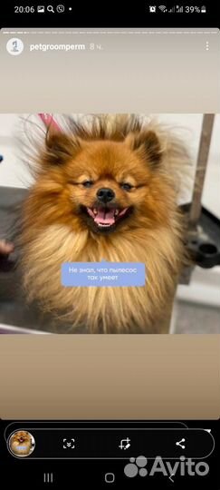 Вязка мальчик Шпиц