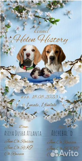 Щенки бигля