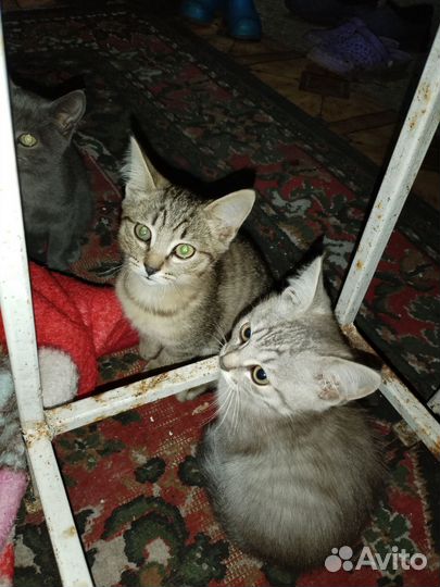 Котята в добрые руки