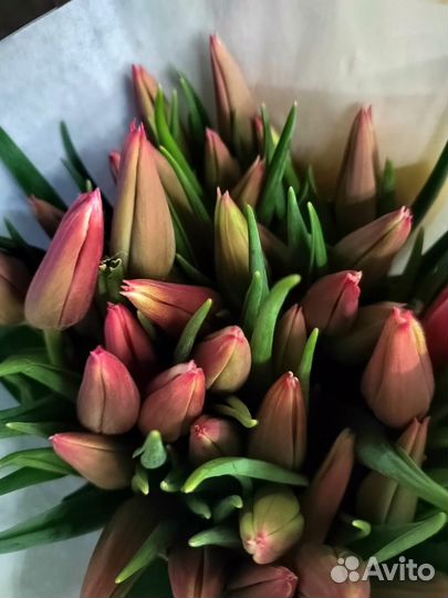 Тюльпаны к 8 марта розница