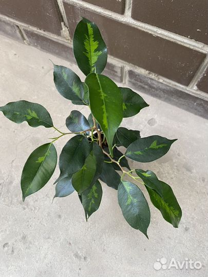 Фикус бенджамина