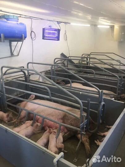 Поросята со свинокомплекса