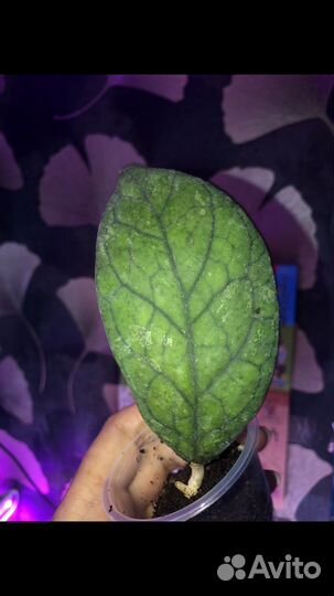 Хойя, укорнненные хойи каудата оранж, керри спот