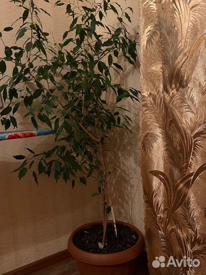 Бенджамина