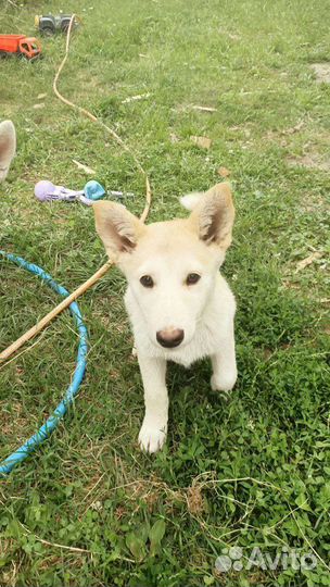 Щенки западно сибирской лайки