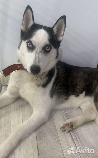 Сибирский хаски