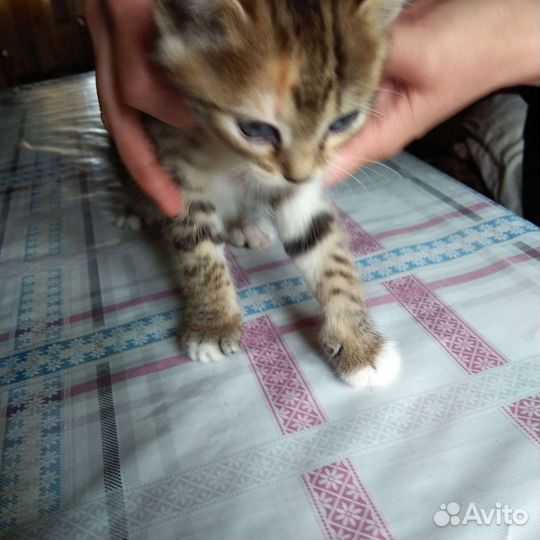 Кошка в дар