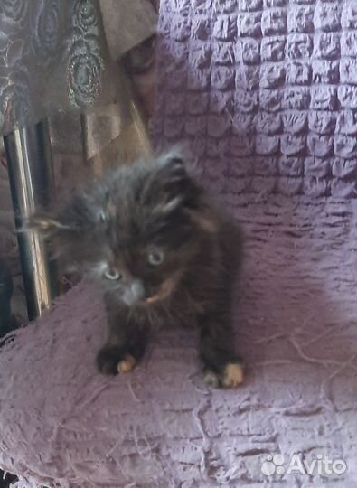 Маленькая кошечка