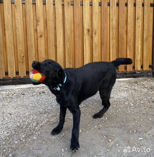 Щенок лабрадора