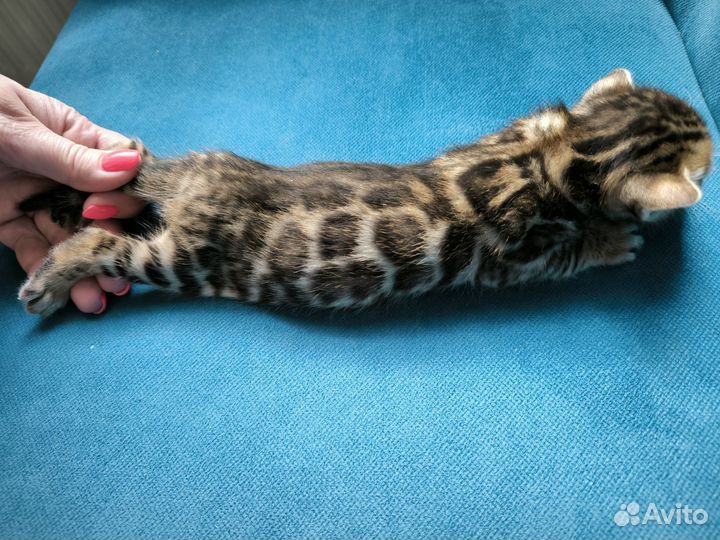 Бенгальские котята