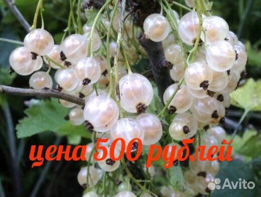 Рассада саженцев