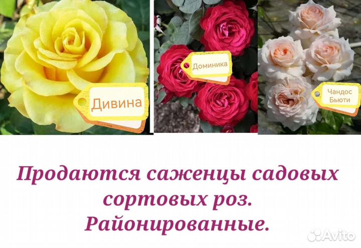 Розы садовые