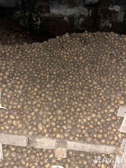 Семенной картофель