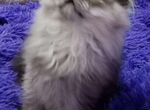 Персидские серебристые шиншилловые котята
