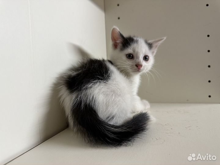 Котенок 1.5 месяца