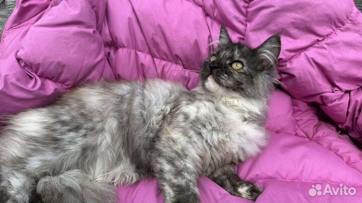 Котята пушистые