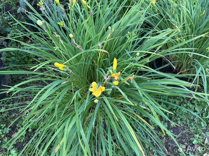 Лилейник Стелла ди оро