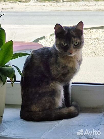 Котенок 5 месяцев