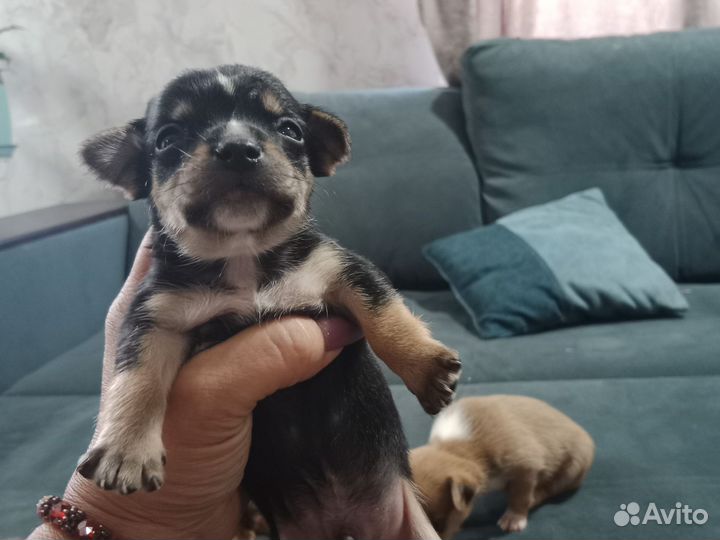 Щенки чихуахуа