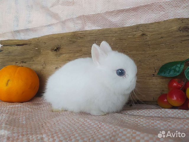 Домашние маленькие кролики объявление продам