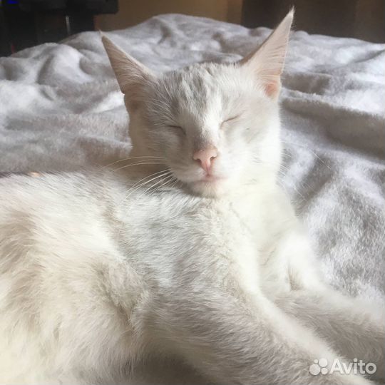 Отдам кошку