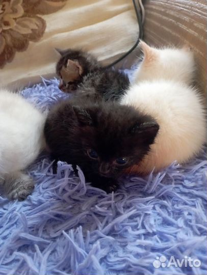 Котята в добрые руки