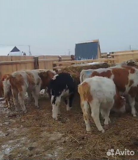 Бычки живым весом