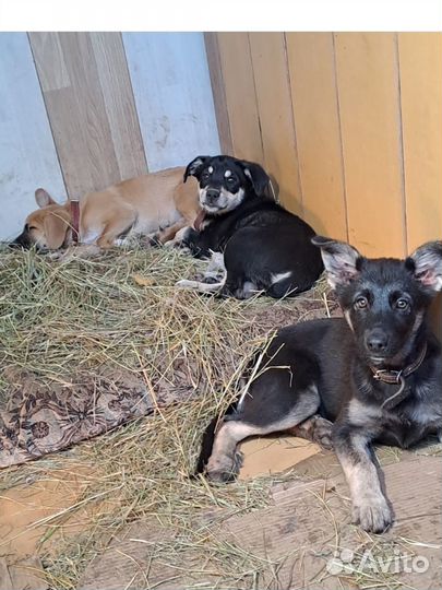 Щенки мальчик и девочка. Доставка бесплатно