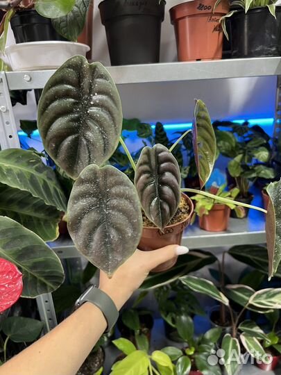 Алоказия Ред секрет,медная