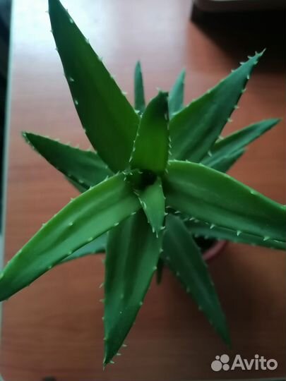 Комнатные растения, алоэ вера
