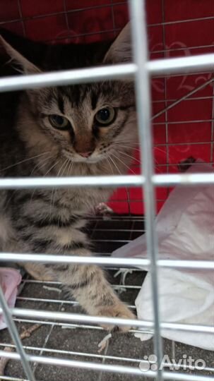 Пристраивается котик