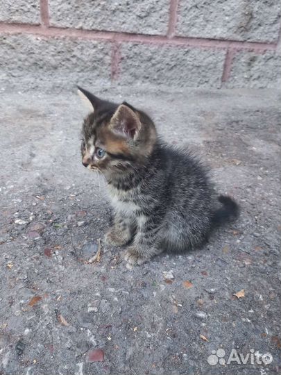 Отдам в добрые руки котенка